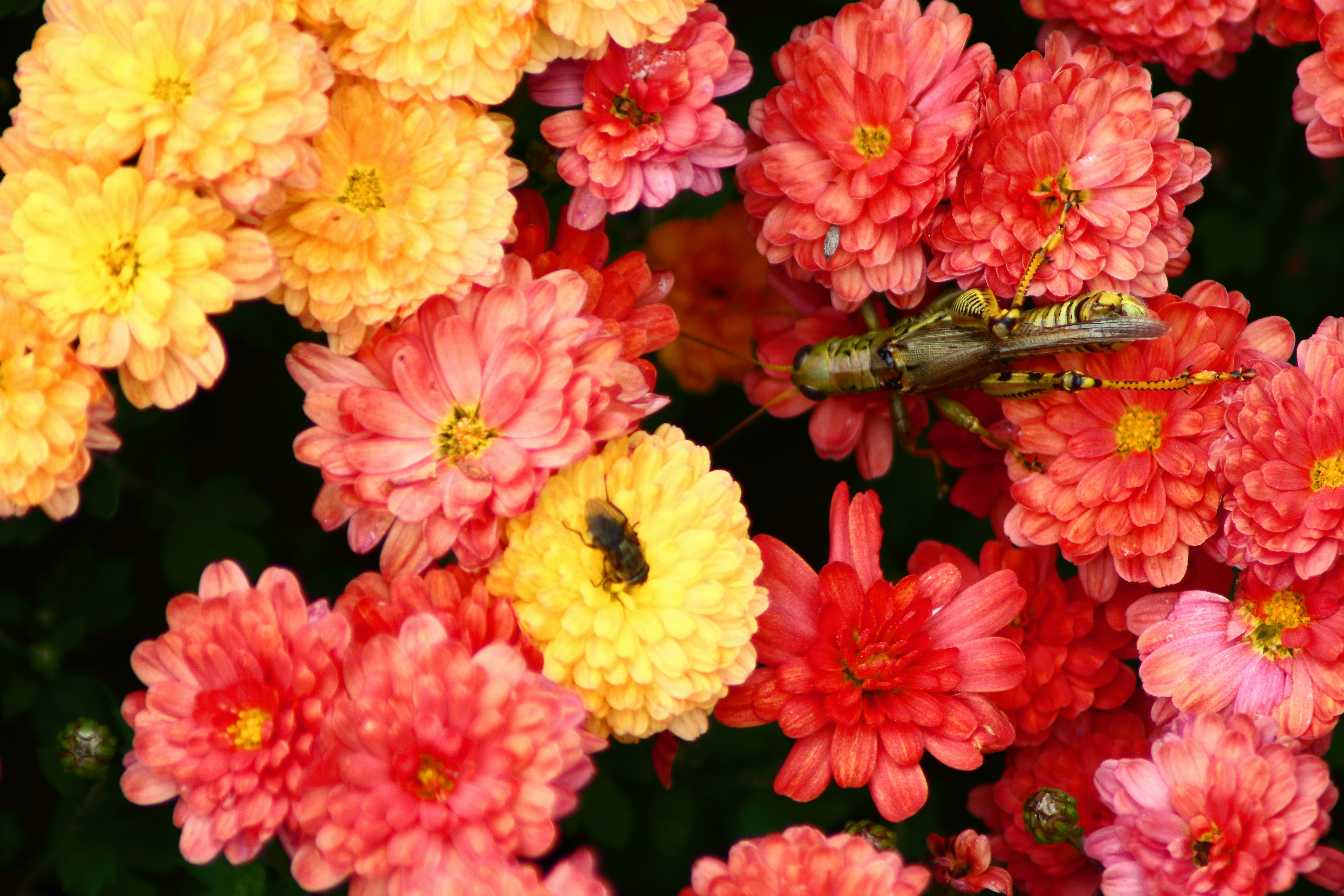 A bug is sitting on a bunch of flowers photo – Free Flower Image on ...
