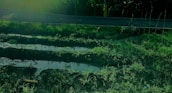 Several rectangular plots of land are filled with water amidst lush, green vegetation. A road runs along the upper edge of the image, bordered by a sparse wooden fence. The scene is bathed in a greenish hue, suggesting filtered or low light conditions.