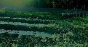Several rectangular plots of land are filled with water amidst lush, green vegetation. A road runs along the upper edge of the image, bordered by a sparse wooden fence. The scene is bathed in a greenish hue, suggesting filtered or low light conditions.