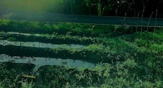 Several rectangular plots of land are filled with water amidst lush, green vegetation. A road runs along the upper edge of the image, bordered by a sparse wooden fence. The scene is bathed in a greenish hue, suggesting filtered or low light conditions.