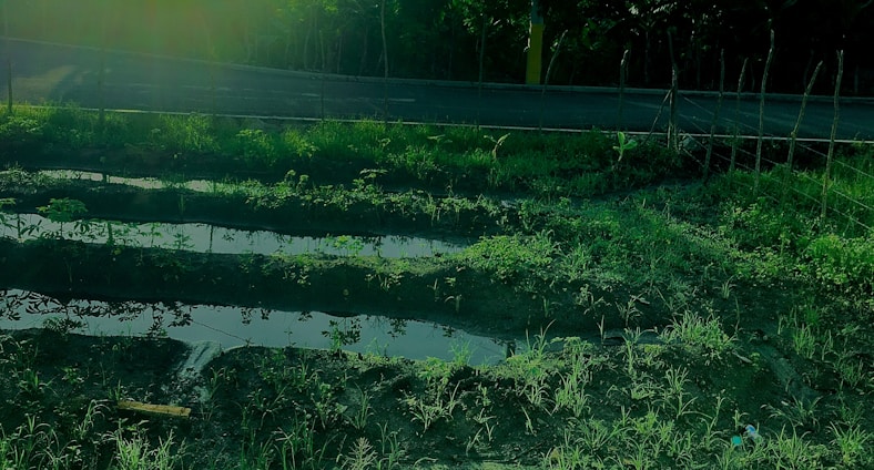 Several rectangular plots of land are filled with water amidst lush, green vegetation. A road runs along the upper edge of the image, bordered by a sparse wooden fence. The scene is bathed in a greenish hue, suggesting filtered or low light conditions.