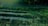 Several rectangular plots of land are filled with water amidst lush, green vegetation. A road runs along the upper edge of the image, bordered by a sparse wooden fence. The scene is bathed in a greenish hue, suggesting filtered or low light conditions.