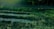 Several rectangular plots of land are filled with water amidst lush, green vegetation. A road runs along the upper edge of the image, bordered by a sparse wooden fence. The scene is bathed in a greenish hue, suggesting filtered or low light conditions.