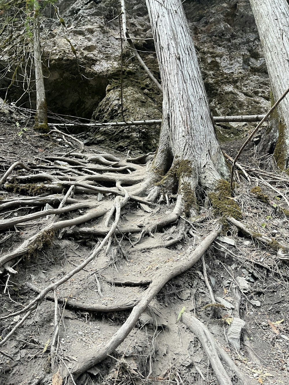 the roots of a tree are growing on the ground