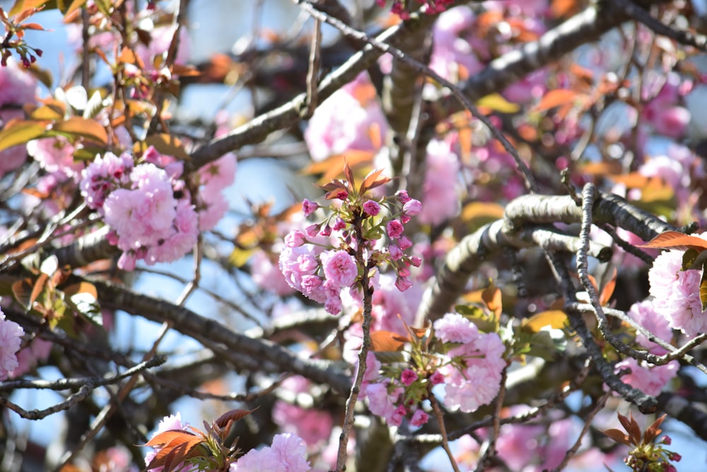 a tree filled with lots of pink flowers