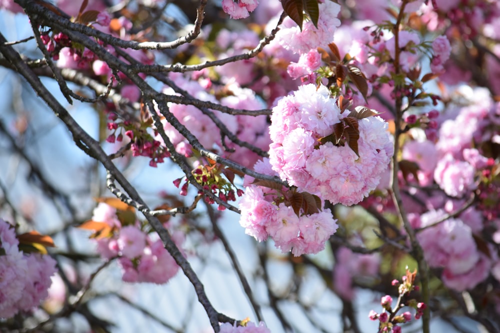 pink flowers are blooming on a tree