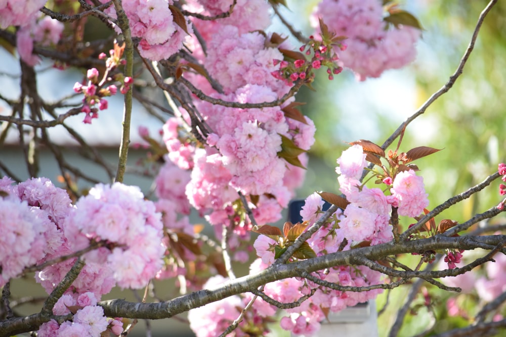 a bird sitting on a branch of a tree