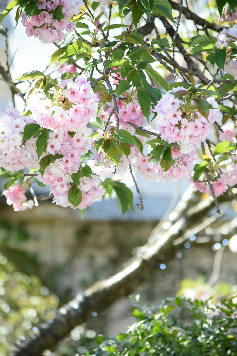 a tree with lots of pink flowers on it