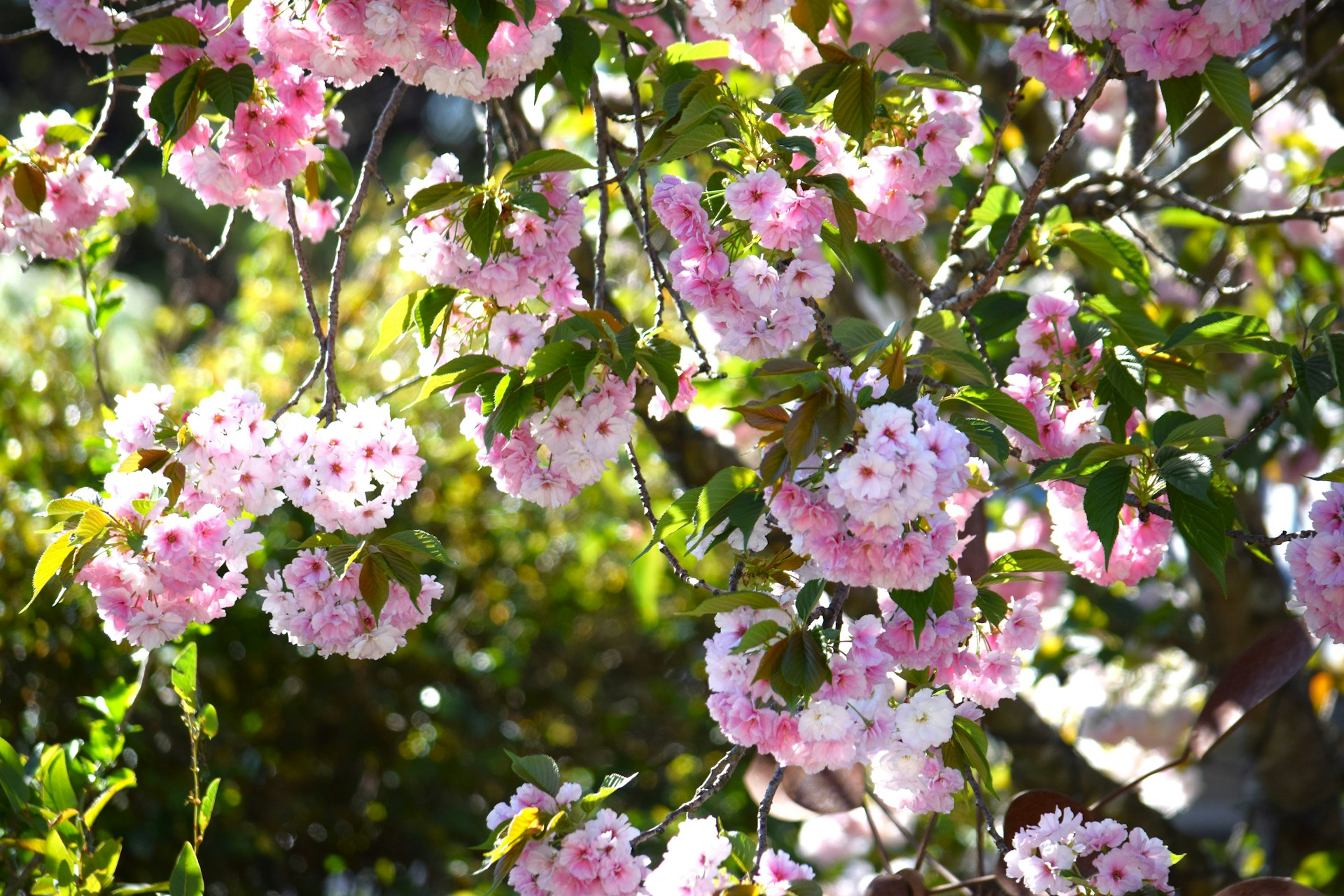 woman wearing yellow long-sleeved dress under white clouds and blue sky during daytime