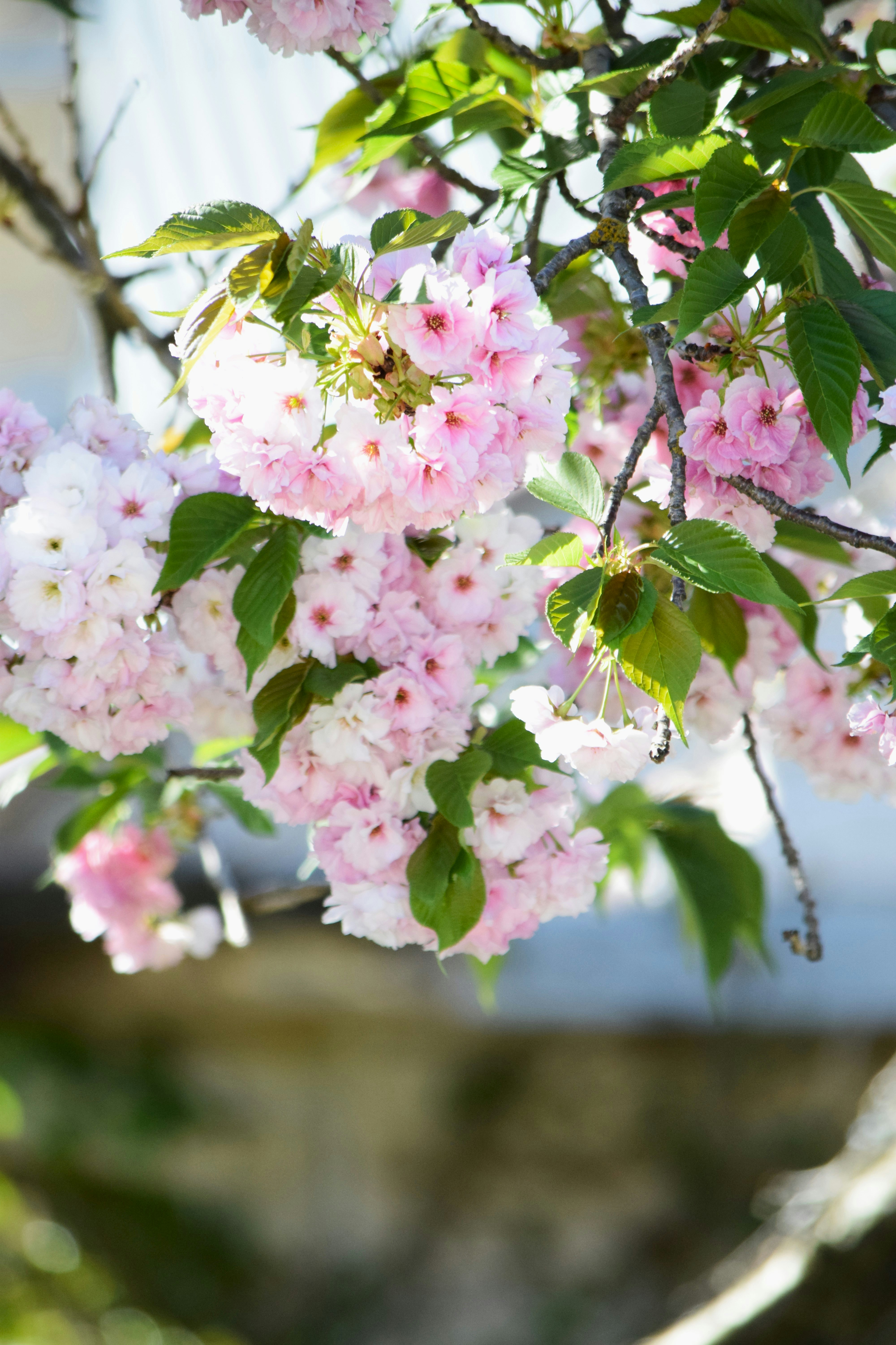 Photo by ch_photography