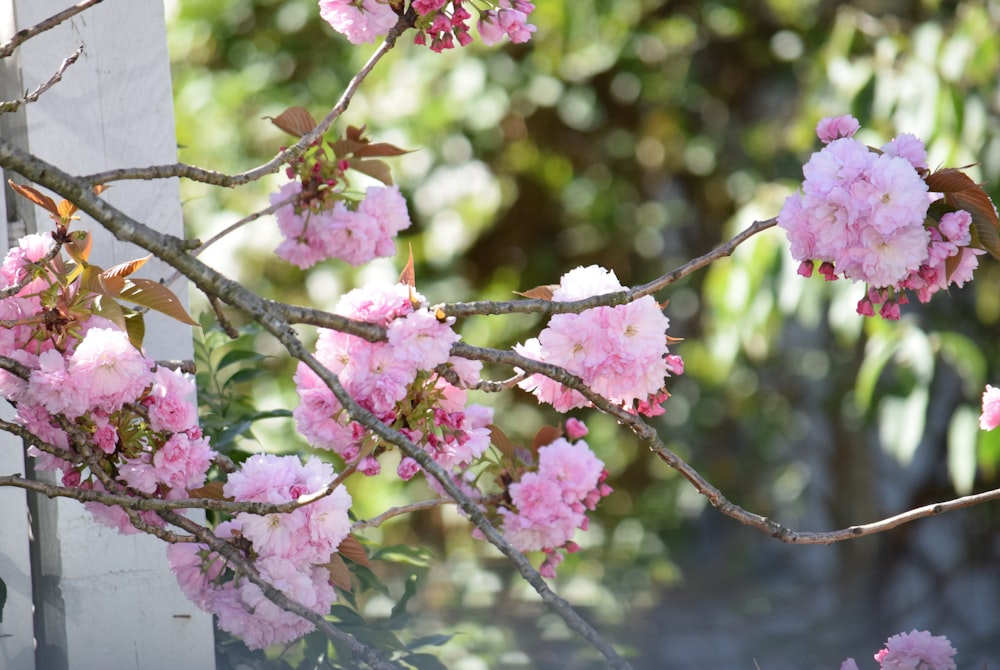 Des fleurs roses fleurissent sur une branche d’arbre