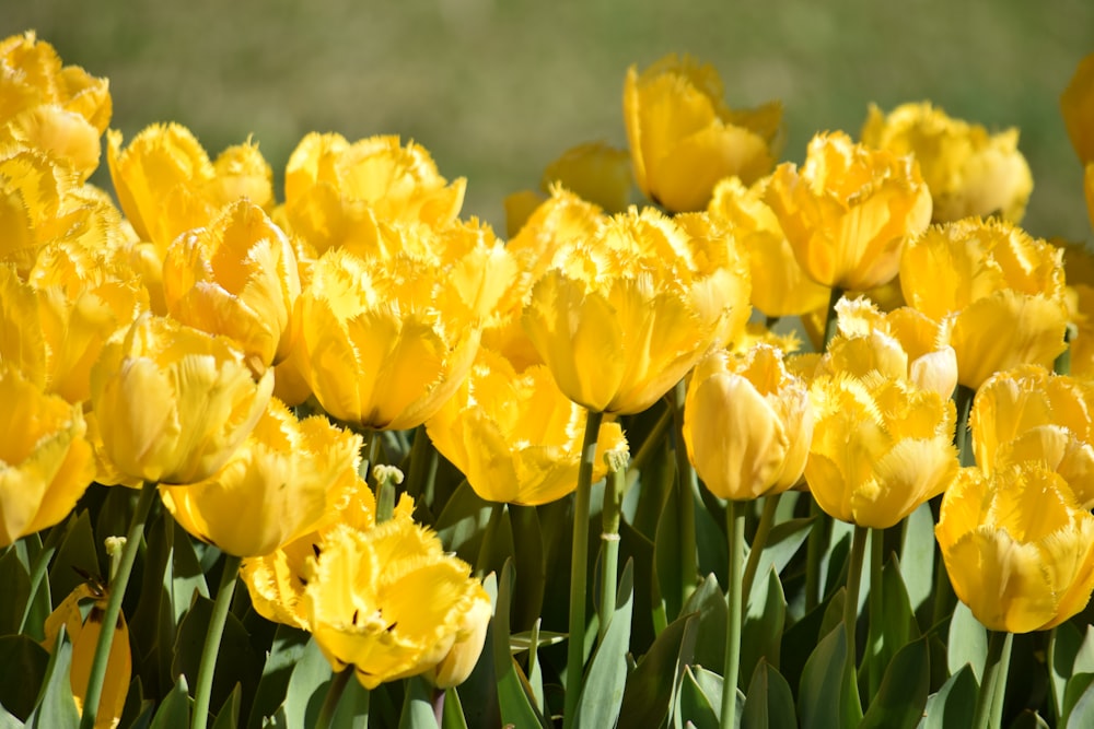 a bunch of yellow flowers that are in the grass