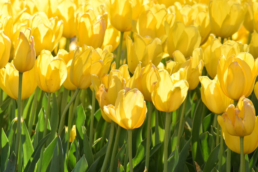a field of yellow tulips with green leaves