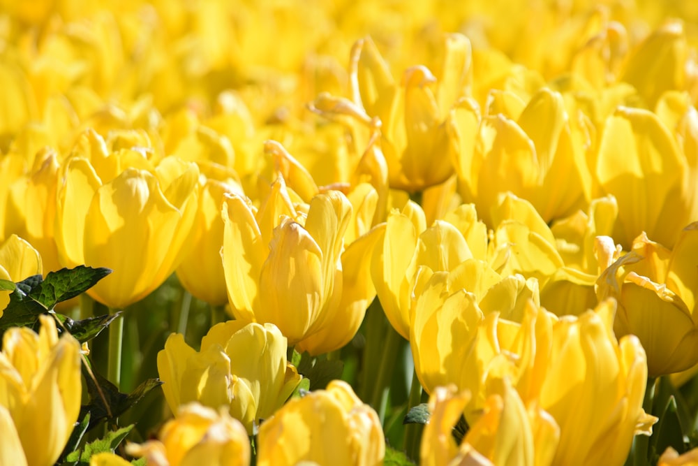 a field of yellow tulips with green leaves