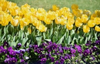 a bunch of flowers that are in the grass