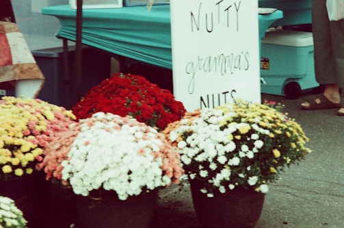 A display at an outdoor market featuring four pots of colorful chrysanthemums in shades of pink, red, white, and yellow. Beside the flowers stands a white sign with handwritten text 'Nutty Gramma's Nuts.' Parts of a turquoise table and a cooler are visible in the background, along with a person's legs in sandals.