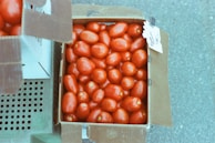 Open Agribox Pro bin with ventilation slots, ideal for preserving fruit freshness.