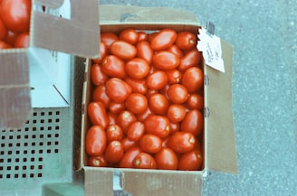 Open Agribox Pro bin with ventilation slots, ideal for preserving fruit freshness.