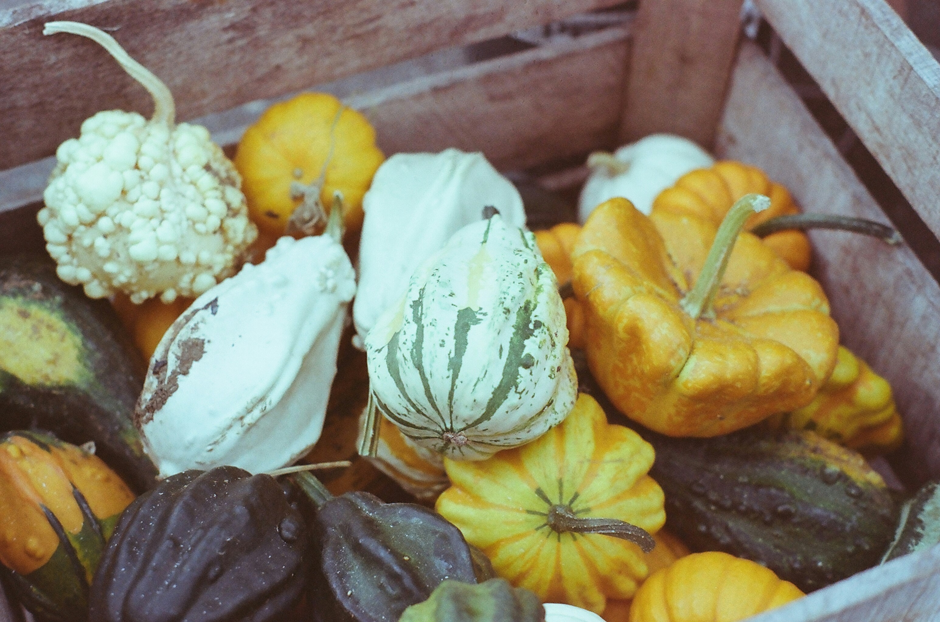 A wooden box filled with lots of different types of pumpkins photo ...