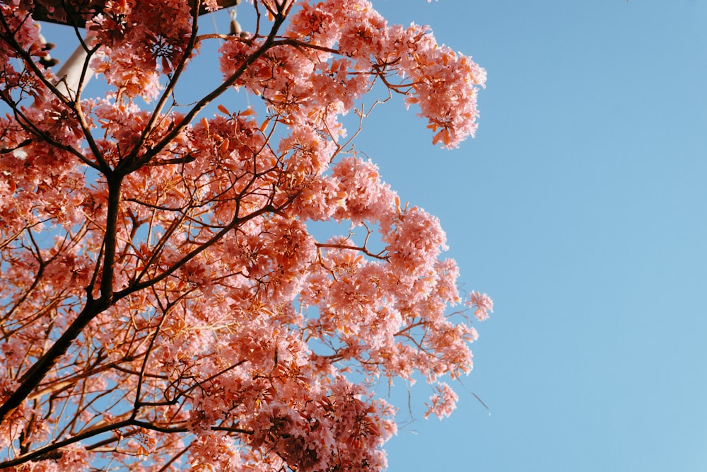 a tree with pink flowers against a blue sky