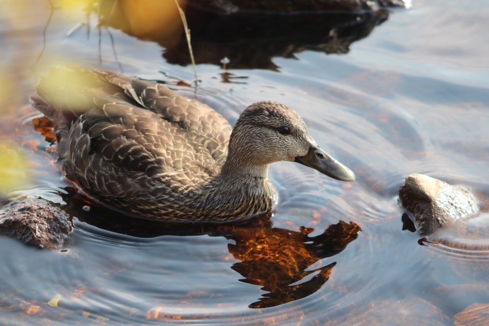 a duck and its young swimming in a pond