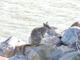 A small wallaby is perched on a pile of rocks near a body of water. The setting is natural, with a backdrop of gently rippling water and various shades of gray and brown rocks.