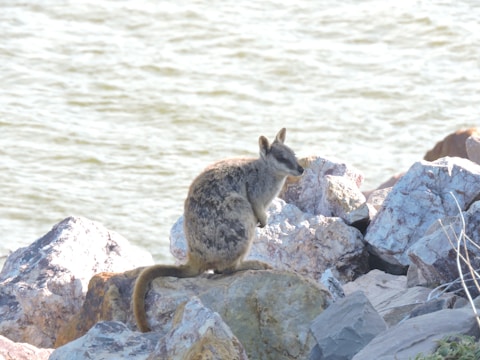 A small wallaby is perched on a pile of rocks near a body of water. The setting is natural, with a backdrop of gently rippling water and various shades of gray and brown rocks.