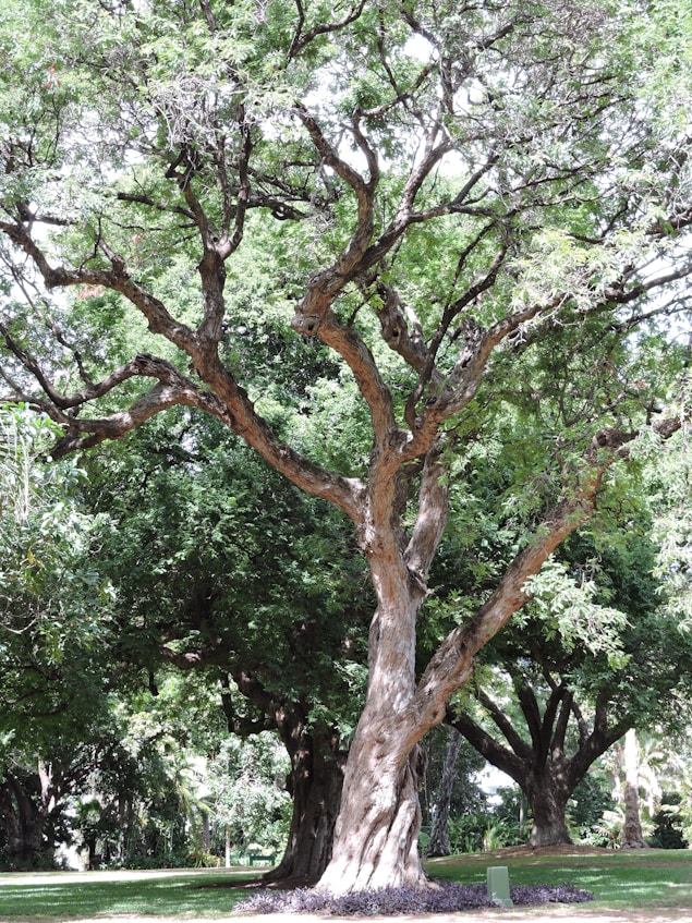 a large tree sitting in the middle of a park