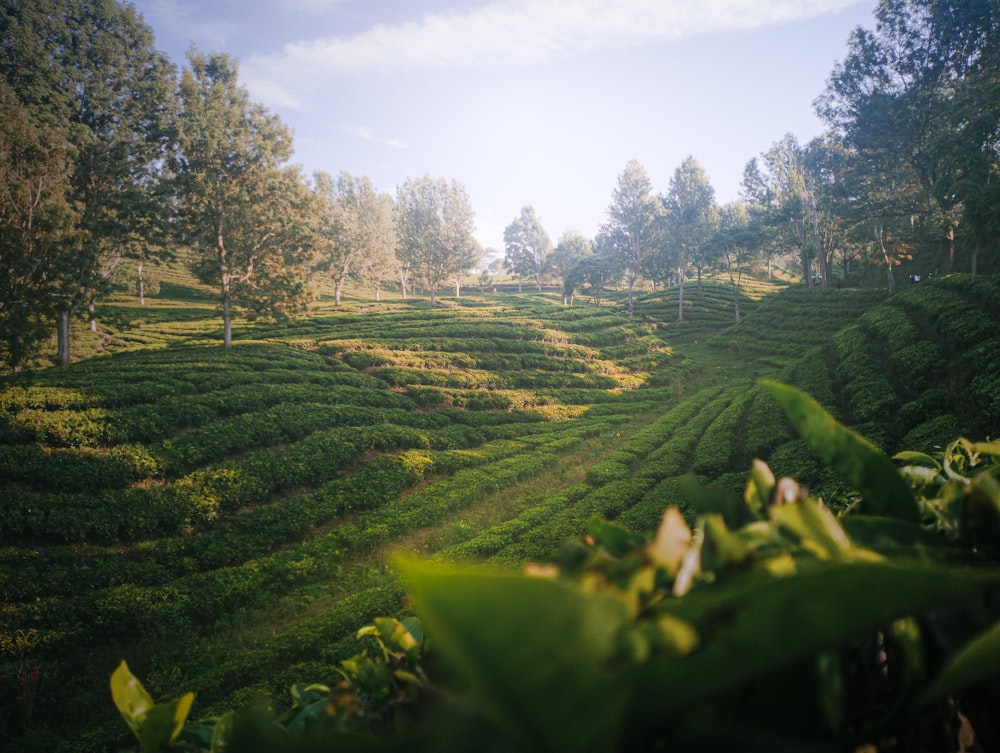 una exuberante ladera verde cubierta de muchos árboles