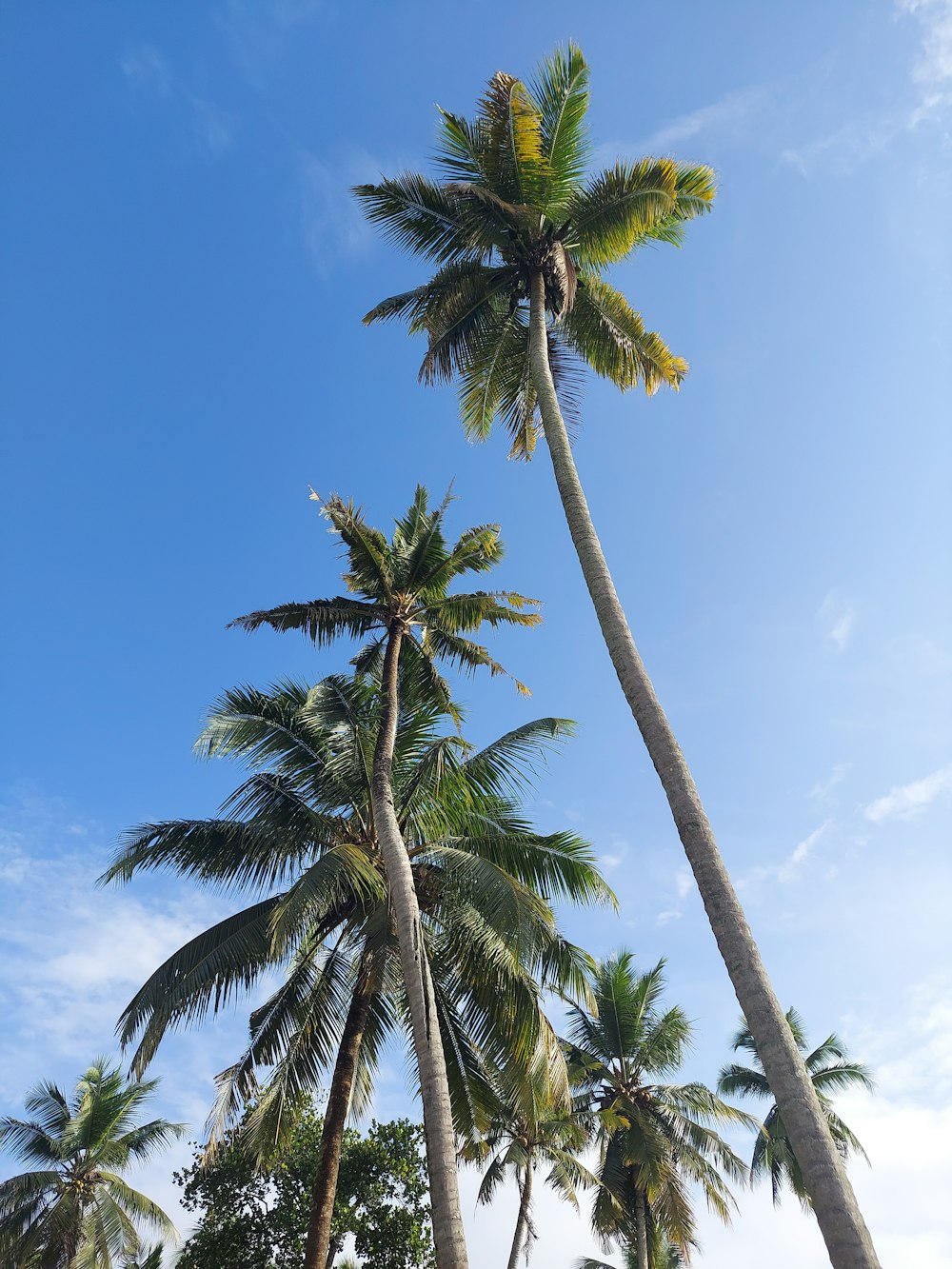 a row of palm trees with a blue sky in the background