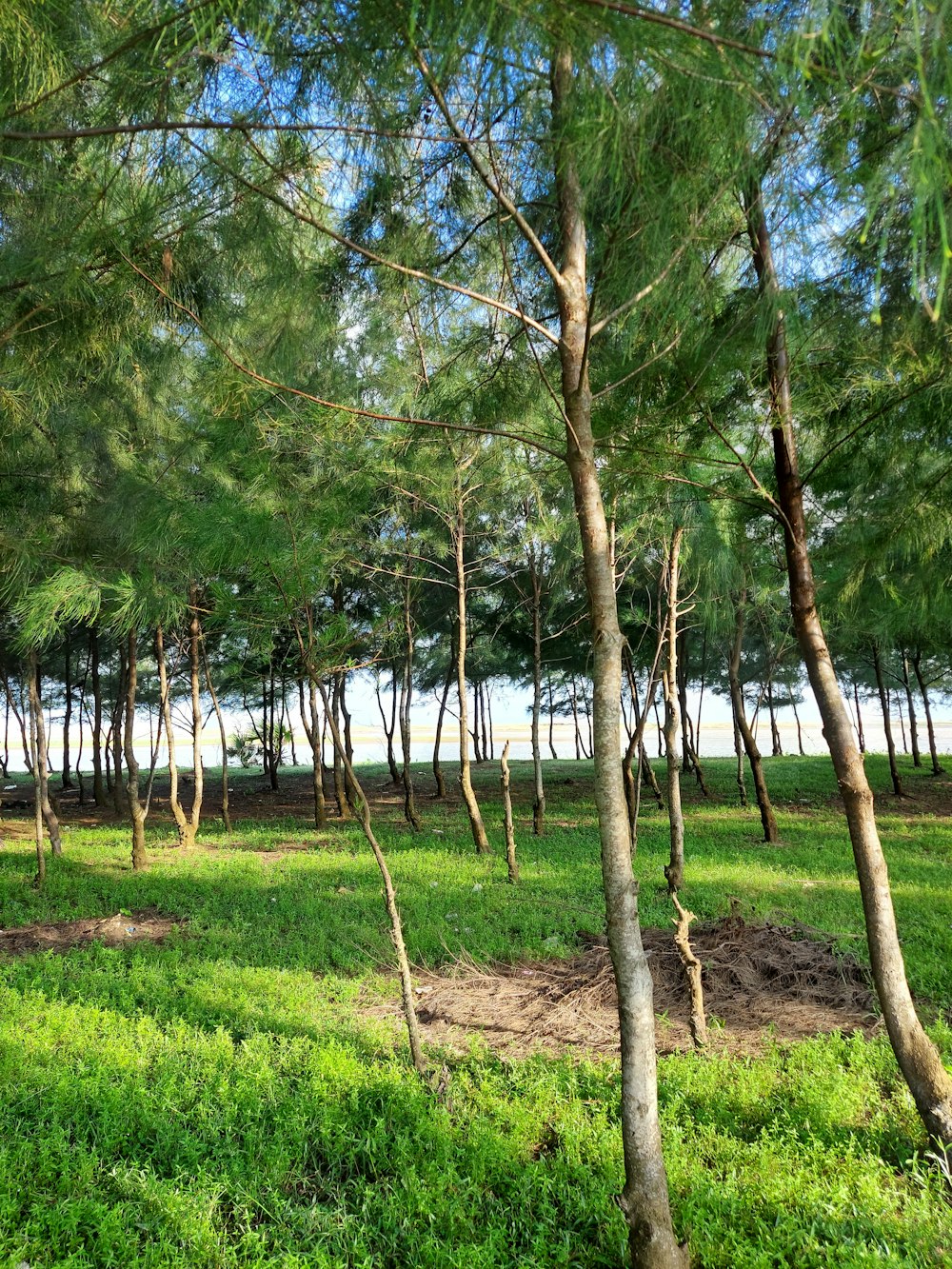 a group of trees that are in the grass