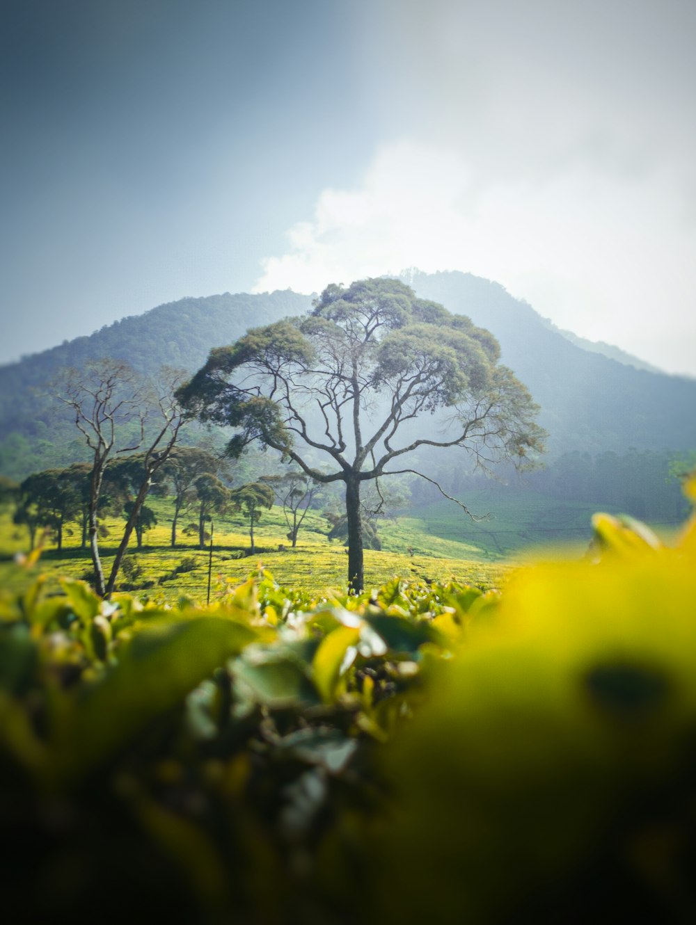 Ein Baum auf einem Feld mit einem Berg im Hintergrund