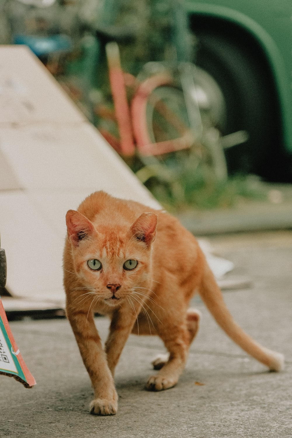 an orange cat walking across a street next to a skateboard