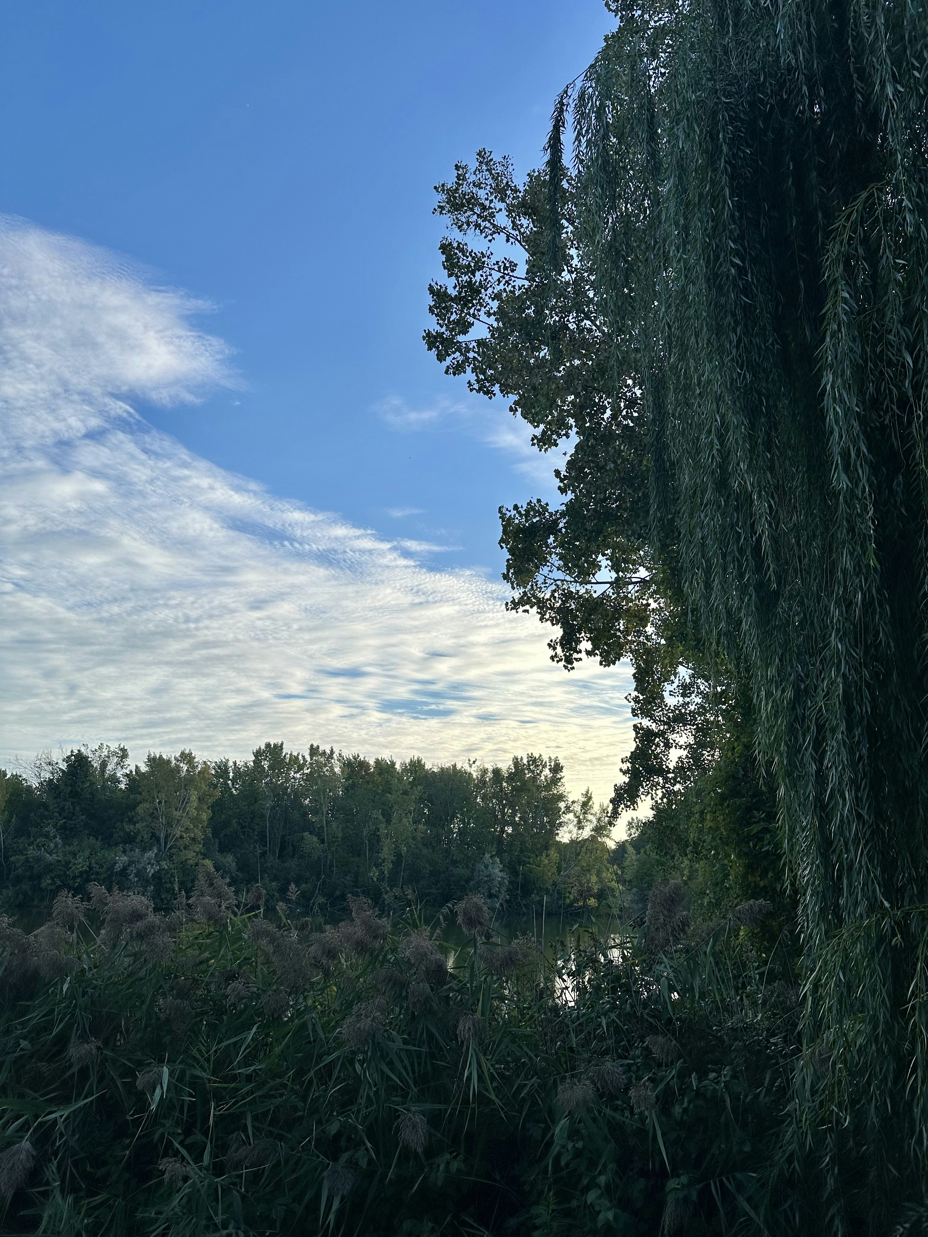 A serene landscape featuring lush Amazonian plants.