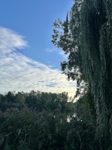 A serene landscape showcasing lush greenery and a clear blue sky.