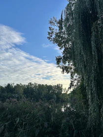 A serene landscape featuring lush Amazonian plants.