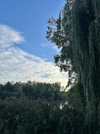 A serene landscape showcasing lush greenery and local flora.