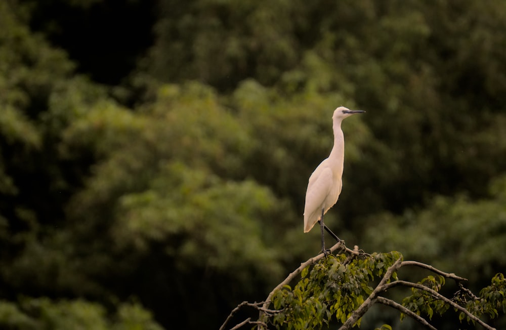 a white bird sitting on top of a tree branch