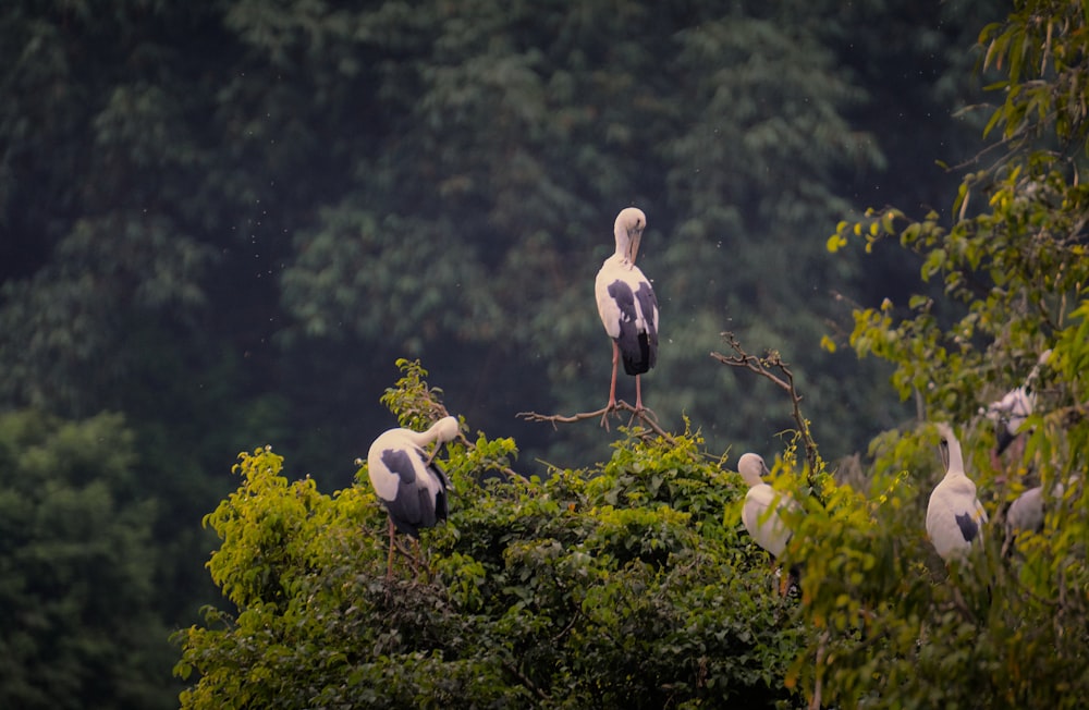 a group of birds sitting on top of a tree