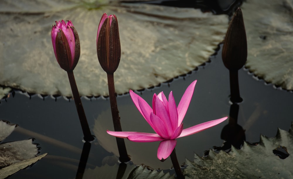 a couple of pink flowers sitting on top of a pond
