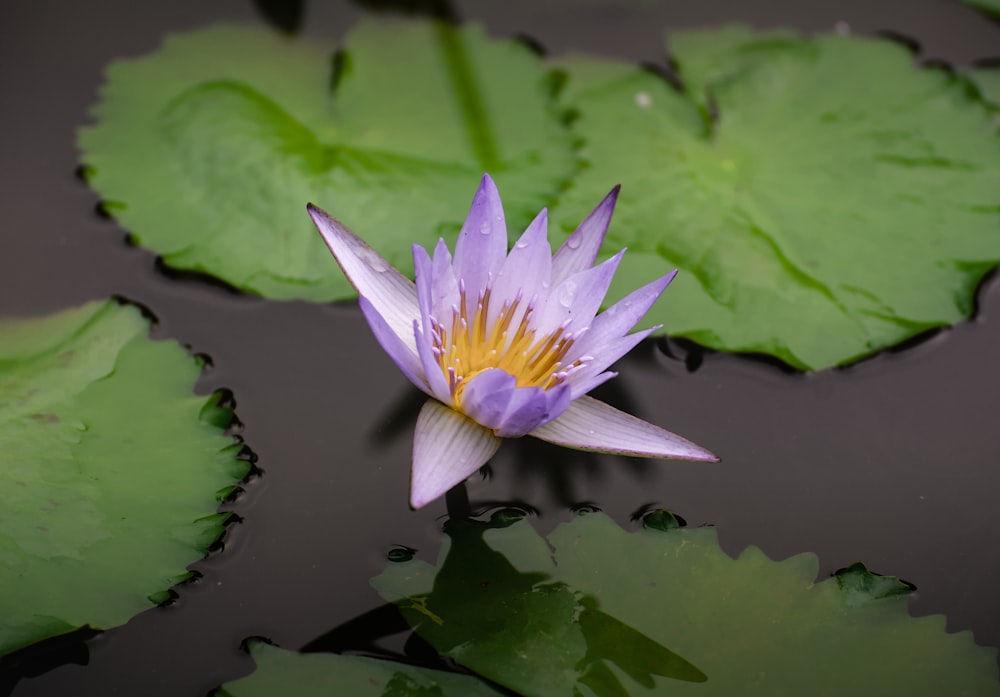 a purple water lily in a pond surrounded by green leaves