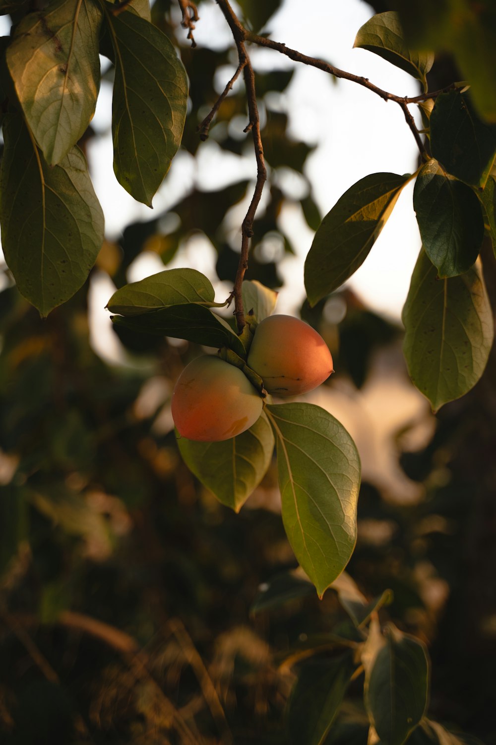 a branch of a peach tree with fruit on it