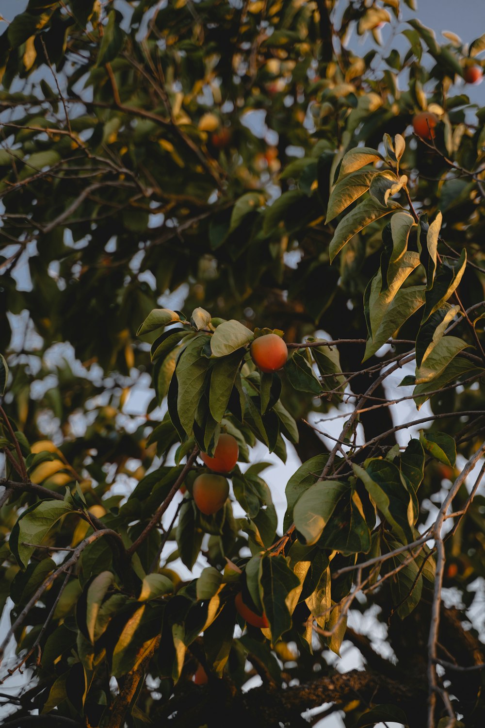 ein Baum voller reifer Orangen