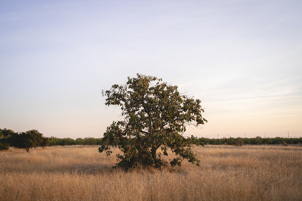 a lone tree in the middle of a field