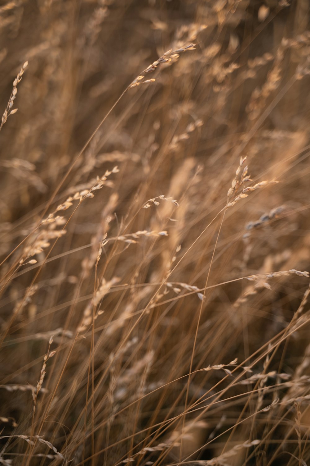 a close up of a bunch of tall grass