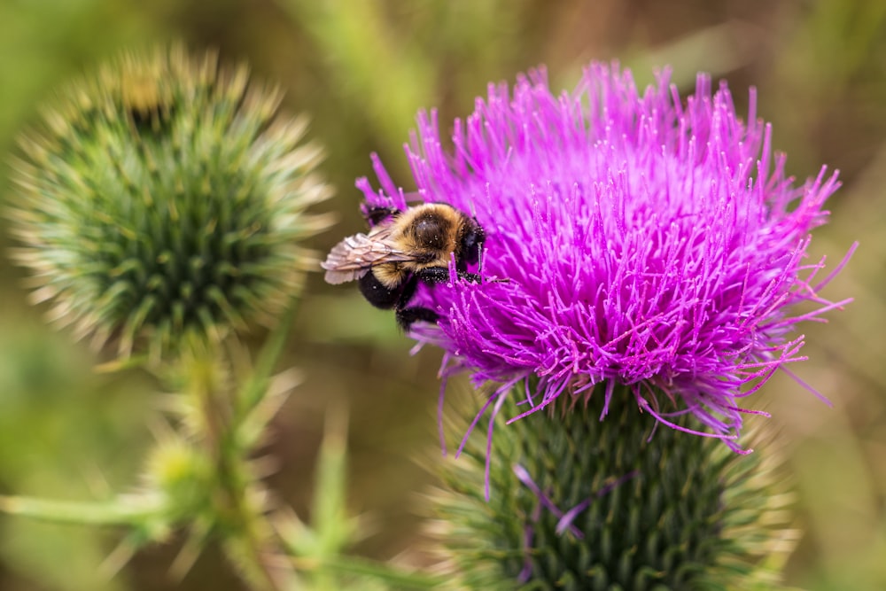 Una abeja está sentada sobre una flor púrpura