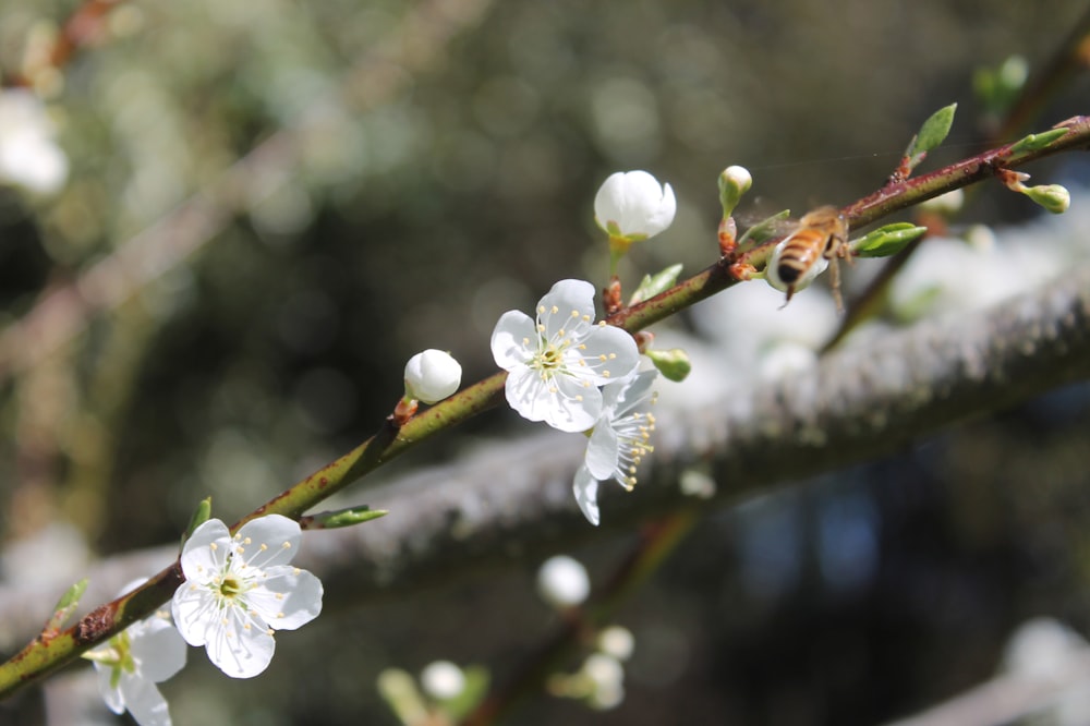 a branch of a tree with white flowers