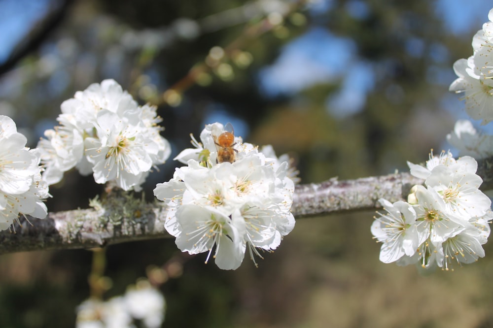 a close up of a branch with white flowers