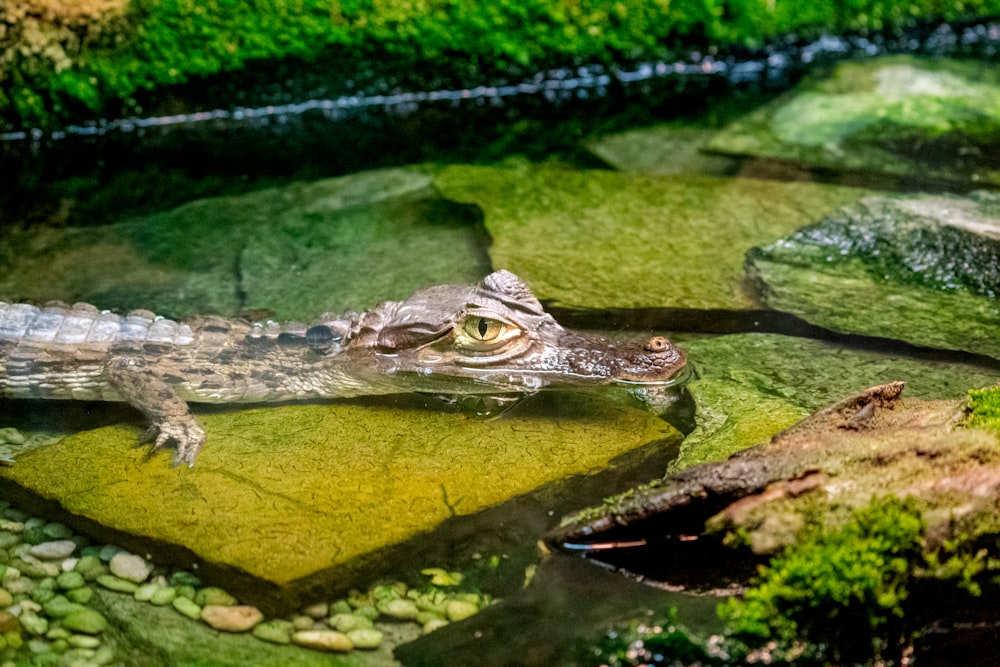 un piccolo alligatore seduto sopra una macchia verde di erba