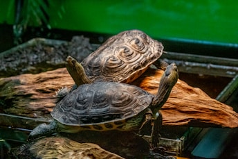Two turtles rest on a piece of wood inside an enclosure. The texture of their shells is distinct, featuring circular patterns. The surrounding environment includes a shallow water area and lush greenery in the background, suggesting a habitat designed to resemble their natural surroundings.
